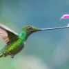 Colibríes de pico largo son más vulnerables a deforestación