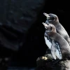 La población de pingüinos y cormoranes alcanza una cifra récord en las Islas Galápagos