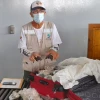 Hallan 185 bebés de tortugas gigantes en equipaje en aeropuerto de Galápagos