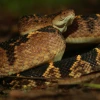 Día mundial de las serpientes: la redención de un reptil incomprendido
