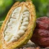 Científicos descubren cuatro nuevos linajes genéticos de cacao en Perú