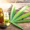 Cannabis medicinal, presente en debate de código de salud