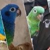 Cuatro aves víctimas de tenencia ilegal fueron rescatadas 