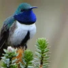 Nueva especie de ave se descubre en Ecuador después de 18 años; está clasificada como en peligro crítico