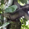 MAAE libera animales silvestres en Orellana