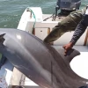 Rescatan a un delfín malherido y atrapado en redes de pesca en el Golfo de Guayaquil