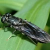 Investigadores estudian la capacidad de una mosca para biotransformar residuos