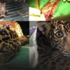 Liberan sana en la selva a jaguar que estuvo paralizada tras disparos en Sucumbíos