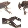 Dos nuevas especies de rana son descubiertas en el sur de Ecuador
