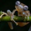 Un reporte internacional recoge cinco logros recientes de la ciencia; entre ellos, el descubrimiento de biodiversidad en territorio ecuatoriano
                                                width=