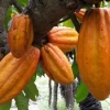 Ecuador apunta a ser el segundo productor mundial de cacao