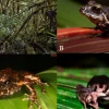 Una nueva especie de rana fue descubierta en Pastaza y Napo