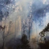 Más de 5.000 hectáreas de bosques afectadas por el fuego en Ecuador en 2020