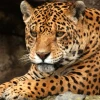 Ecuador presenta un plan para proteger al jaguar amazónico y al tropical 