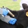 4,6 millones de cabezas de ganado bovino serán inmunizadas contra la fiebre aftosa