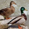 Más de 300 especies de aves están amenazadas