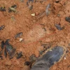 Catorce avistamientos de pueblos no contactados en Napo desde agosto pasado