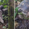 Tres osos perezosos y ocho tortugas regresan a su habitad natural 