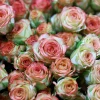 La rosa ecuatoriana, un poema de pétalos que celebra a las madres del mundo