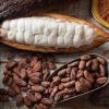 El cacao se sitúa en $ 10.930 por tonelada 