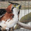 Rescatan a una águila que permanecía en cautiverio