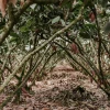 Calor extremo presiona al agro y podría impactar la producción en Ecuador