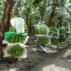 Exportaciones de banano de Ecuador arrancan 2026 con alza cercana al 10%