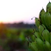 La Cumbre de Banano 2025 se llevará a cabo en Guayaquil 