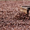El cacao, de materia prima a agente de conservación forestal