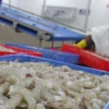 Exportaciones de camarón lideran ingresos externos y evidencian cambio en la economía ecuatoriana