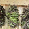 ¿Cuáles son los beneficios medicinales de las plantas de la Amazonía ecuatoriana? 