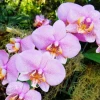 Perú ratificó compromiso con conservación de 3.000 especies de orquídeas