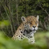 El zoológico de Guayllabamba alberga animales de la Amazonía