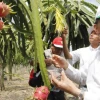 La pitahaya entra en crisis