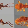 12 nuevas especies de escarabajos fueron descritas en Ecuador