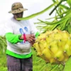 El mundo de la pitahaya
