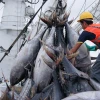 Exportaciones pesqueras de Ecuador marcaron récord histórico en 2025