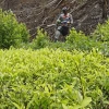 Los cultivos de coca en Colombia volvieron a romper récord con 230.000 hectáreas en 2022