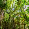 New project: The effects of hunting and fishing on Amazonia’s forests