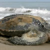 Ecuador confirma anidamiento de "vulnerable" tortuga Laúd en Isla Corazón