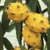 La pitahaya ecuatoriana regresa a Perú