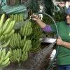Las exportaciones de banano de Ecuador crecieron un 1,42 % en 2024 