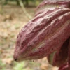 Ecuador pone la mira en Marruecos un puente estratégico para el agro en África