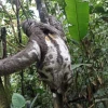 Animales silvestres fueron rescatados en Sucumbíos, Napo y Guayas