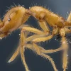 Describen una nueva especie de hormiga que habita en la Amazonía de Ecuador