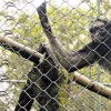 Los casos de tráfico de fauna se repiten en diversas zonas