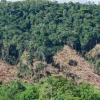 Amazonia: nuevo mapa revela una pérdida del tamaño de Ecuador en 17 años