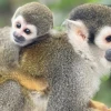 ‘El Paseo de los Monos’ alberga animales rescatados 
