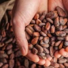 El precio del cacao cayó a $ 9,782,50 por tonelada