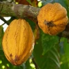 El precio del cacao se ubica en $ 10.204 por tonelada 